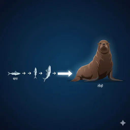 魚のボラが成長段階に応じて名前を変え、最終的にトドになるという語源を示すイラスト
