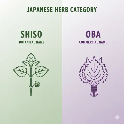 SHISO（Botany / All Parts / Red & Green）とOBA（Market Name / Leaves / Green Only）の違いを示した英語の比較図。